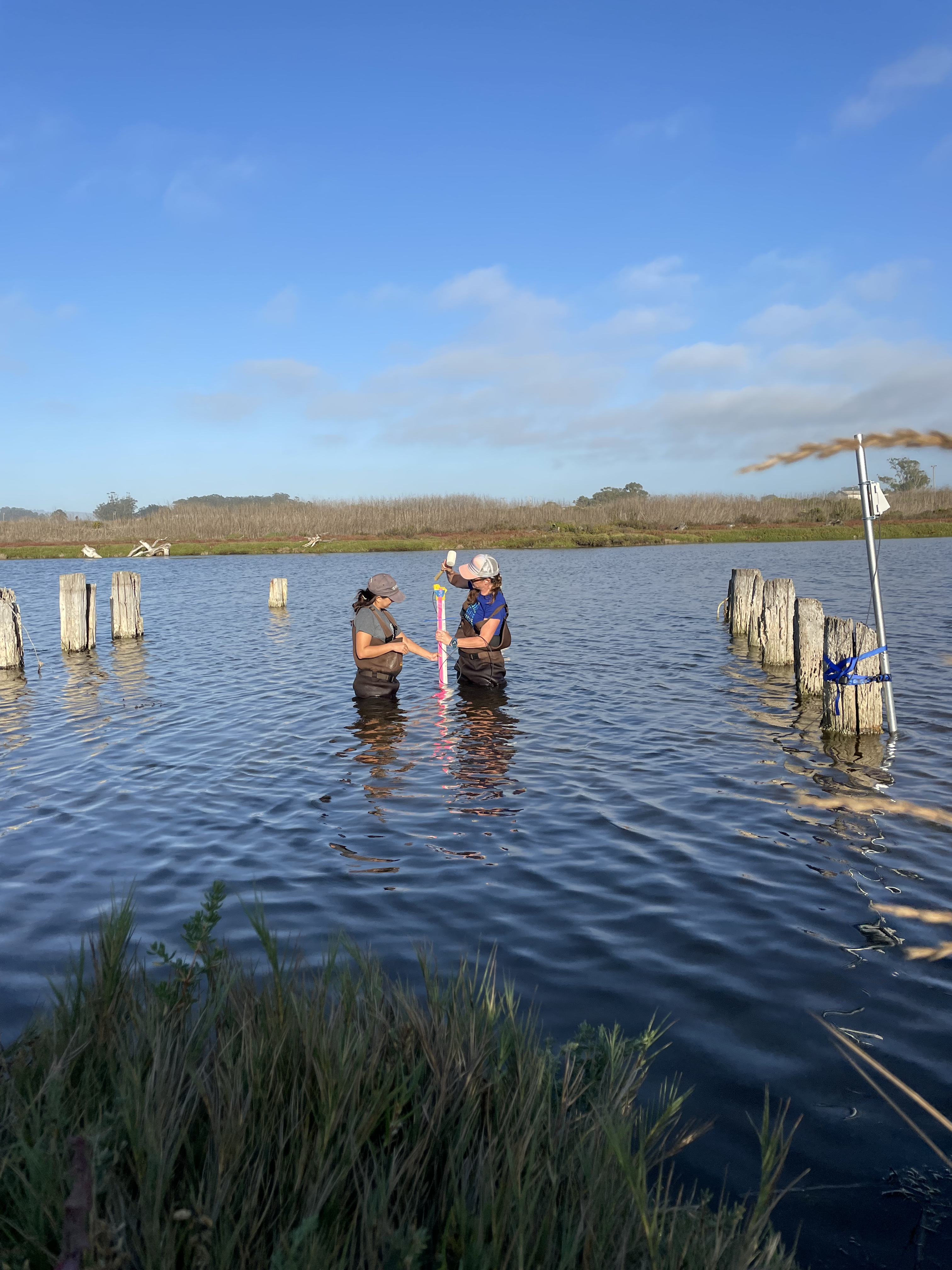 Featured image for “Fieldwork in the Pajaro Lagoon, Monterey, CA”